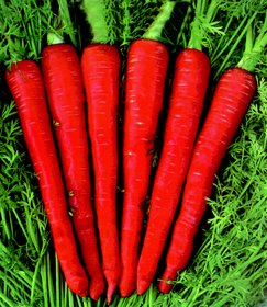 productimage-picture-carrot-dark-red-seeds-154_jpg_280x280_q85